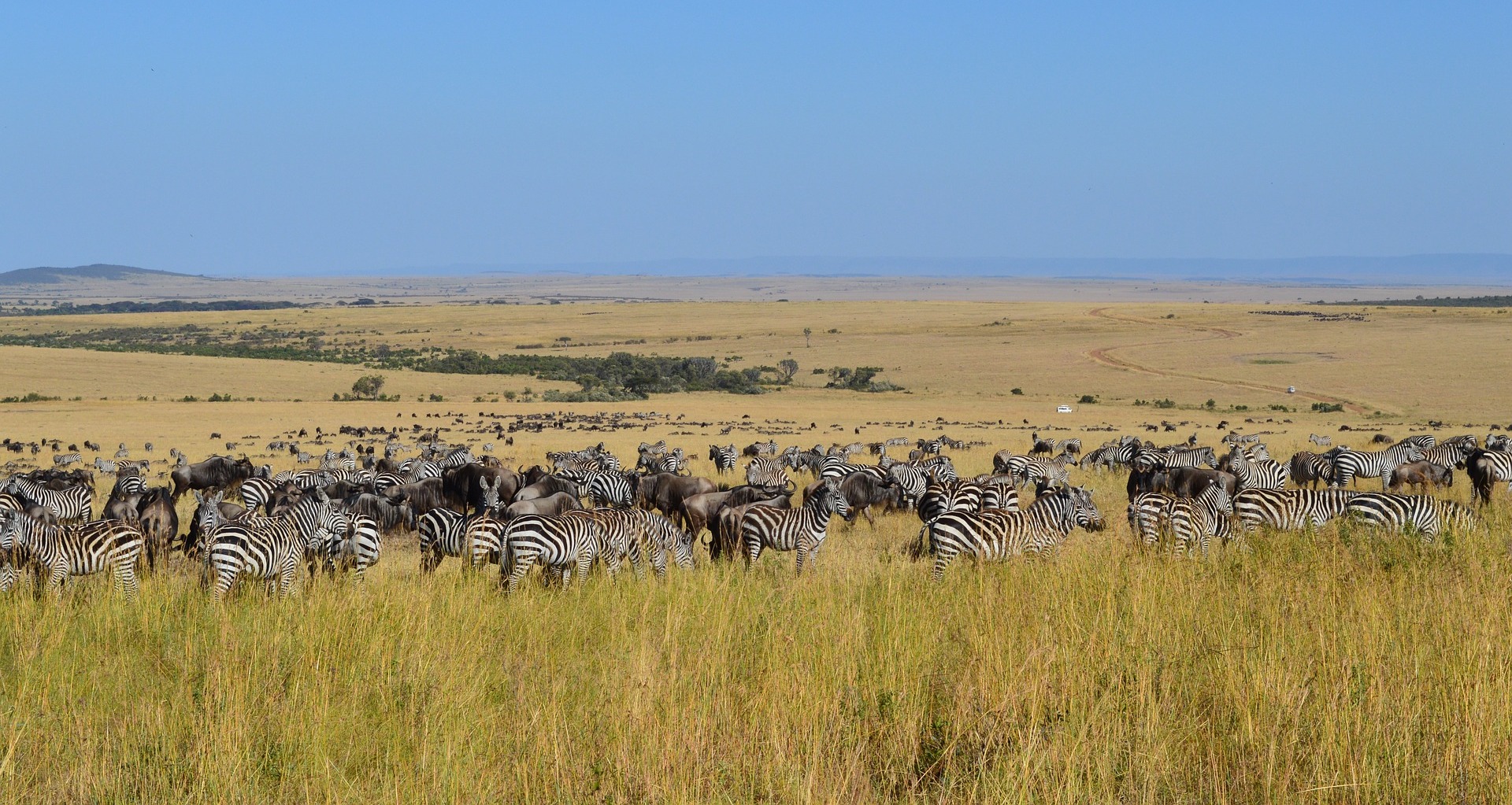 Quel Est Le Plus Beau Safari Du Monde ? - Plansurgaia