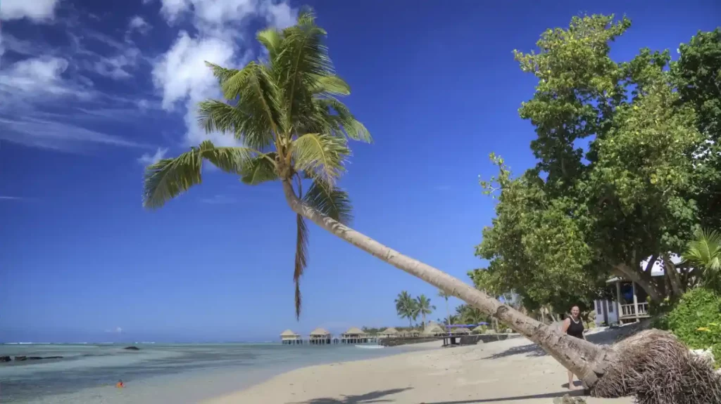 Palmier au dessus de l'eau sur une plage de Samoa
