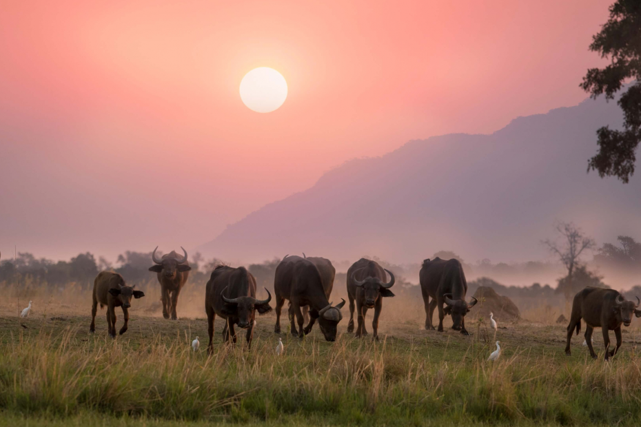 Safari das savane