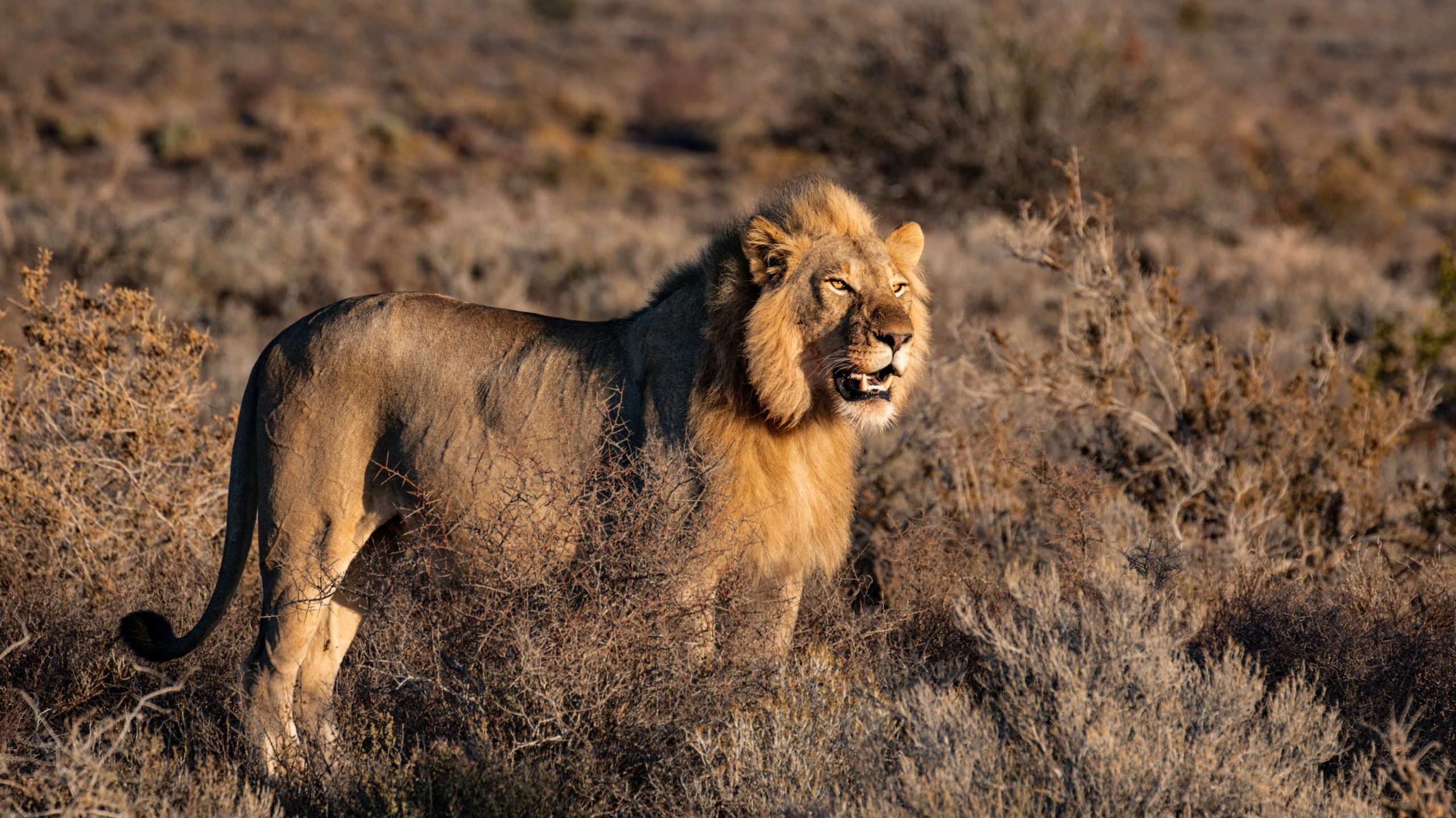 safari, lion surplombant la faune au Bostwana 