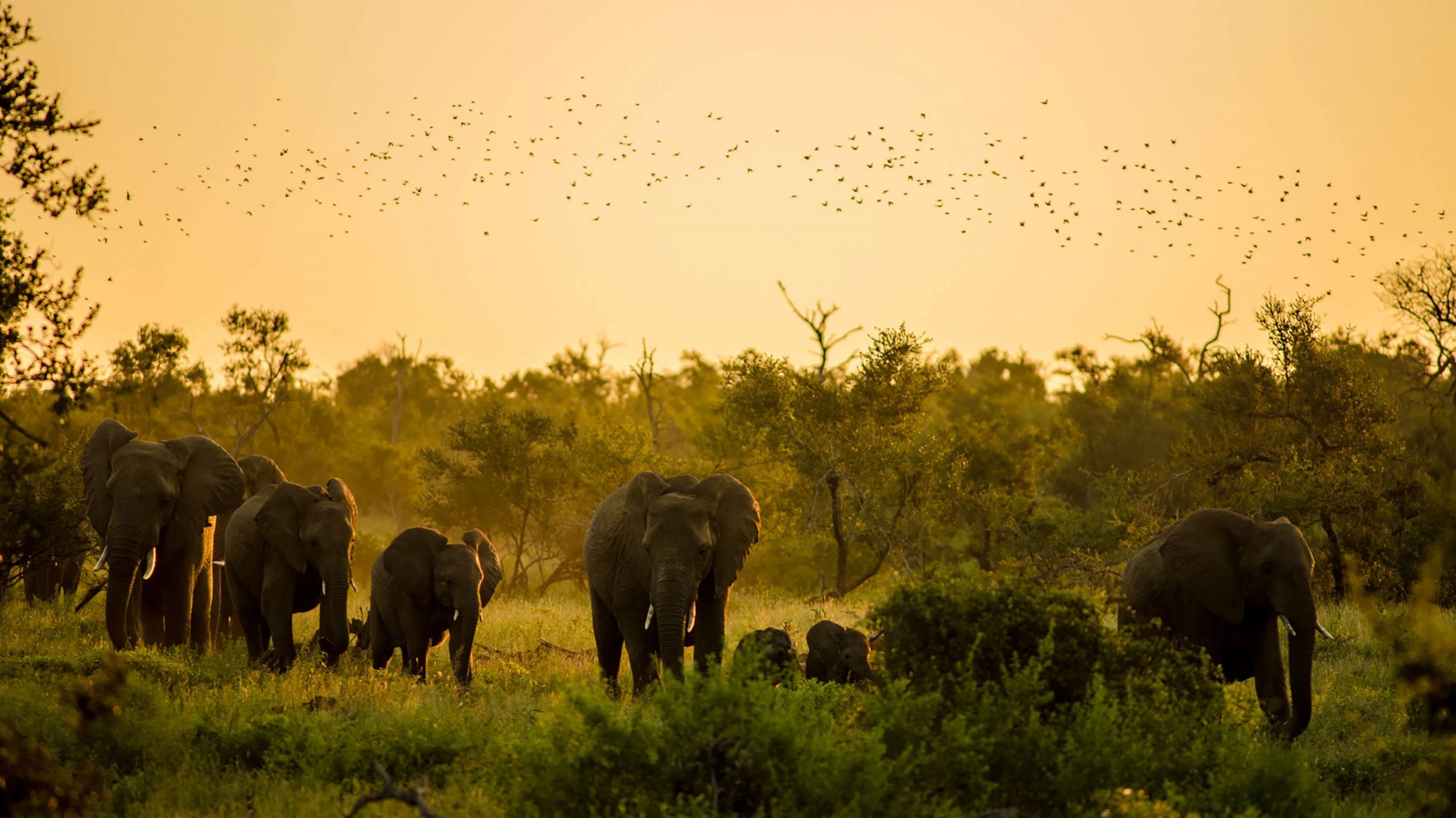 Troupeau d'éléphant marchant en Namibie pendant un safari 