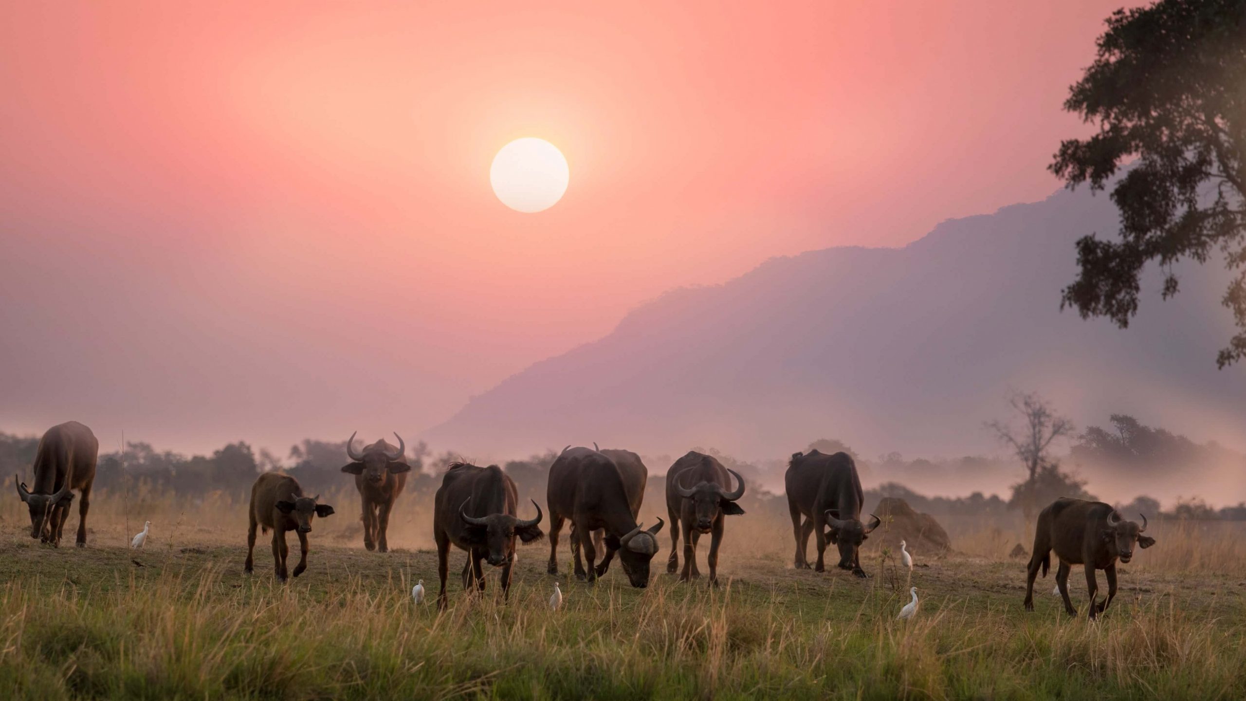 Troupeau de buffles allant boire dans une rivière filmer pendant un safari 