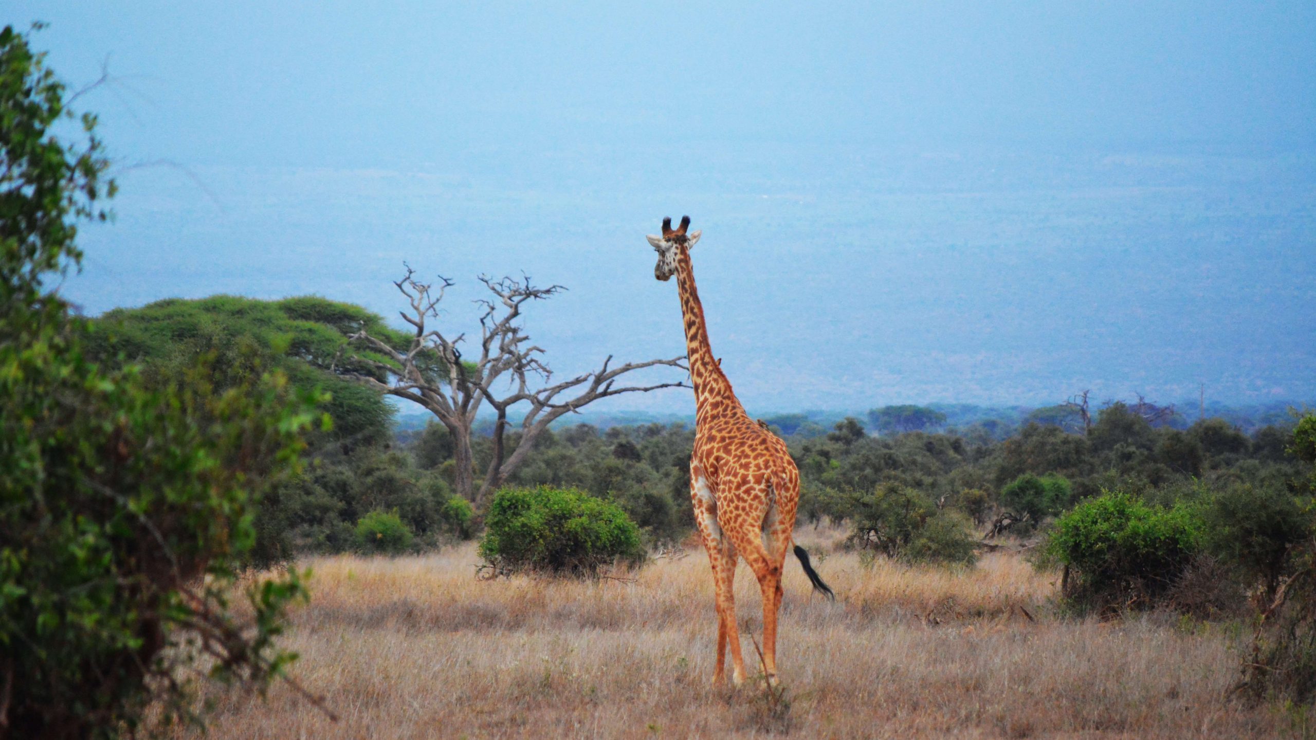 Girafe courant dans la savane en Ouganda, Image tiré d'un safari