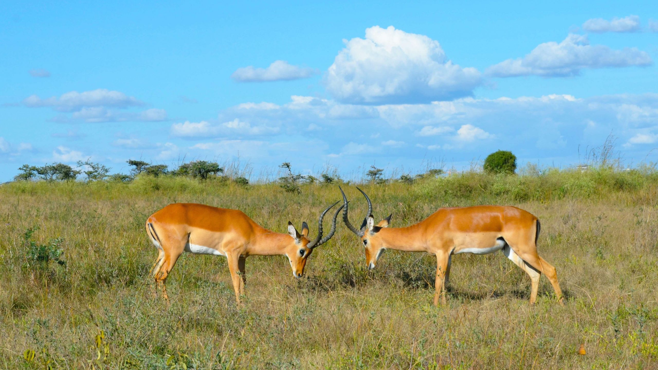 au cours d'un Safari, combat de gazelle au Zimbabwe